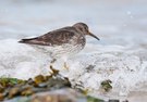 Wirkt leicht "eingefroren" durch kurze Belichtung: Meerstrandläufer...