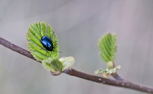 Frühling am Waldesrand