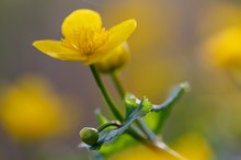 Sumpfdotterblume