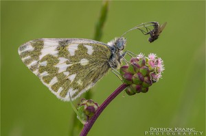 Fliegengewicht..