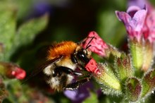 Hungrige Hummel