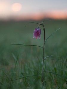 Schachbrettblume bei Sonnenaufgang