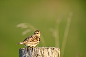 Wiesenpieper