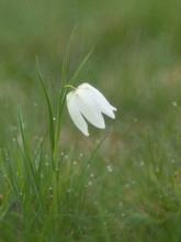 Weiße Schachbrettblume