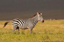 Naturwunder Ngorongoro Krater