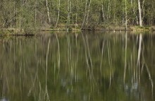 HIer ( in einem ehemaligen Torfstich) vom Darzer Moor...