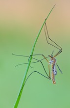 Wiesenschnake