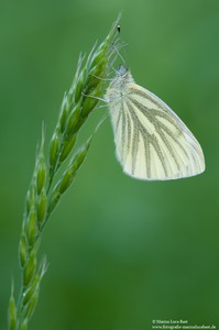 Rapsweißling (Pieris napi)