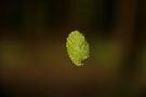 schwebendes Blatt 2