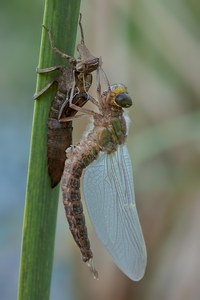 Hairy Dragonfly