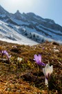 Der vielleicht höchstgelegene Krokus der Welt...