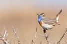 Auch von mir ein Blaukehlchen