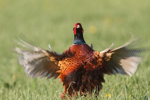 balzender Fasannenhahn