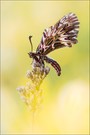 Osterluzeifalter (Zerynthia polyxena)