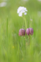 Pärchen vor Wiesenschaumkraut