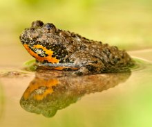 Bombina variegata