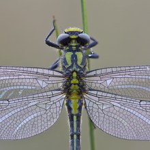 Mein erster Libellenstack