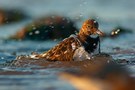 Steinwälzer beim Baden