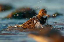 Steinwälzer beim Baden