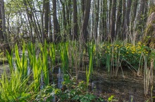 Frühling im Erlenbruchwald