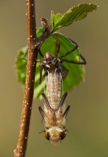 "Beschirmter" Schlupf im Darzer Moor...