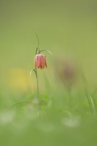 - Fritillaria meleagris -