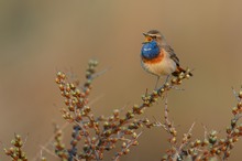 noch ein blaukehlchen