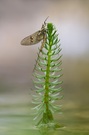 Eintagsfliege am Teich