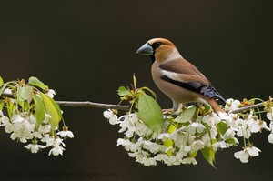 Hawfinch amongst cherrie blossom