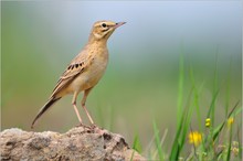 Brachpieper (Anthus campestris)