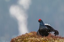 Birkhahnbalz im Stubaital