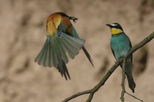 Anflug zur Balzfütterung