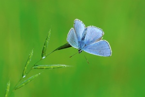 Schmetterlingsblüte