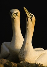 Lady and Sir Gannet of Helgoland