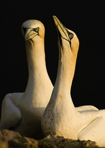 Lady and Sir Gannet of Helgoland