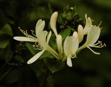 Geißblatt (Lonicera)