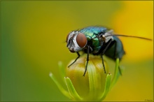 ***Calliphora***