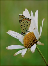 ~ Lycaena tityrus ~