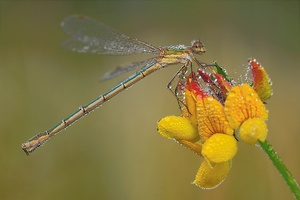 ~kleine Binsenjungfer~