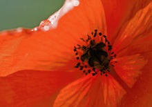 Klatschmohn nach Sommerregen