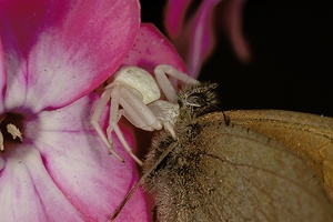 Krabbenspinne mit Beute