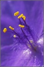 Tradescantia virginiana (Dreimasterblume)-1