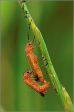 Rote Weichkäfer