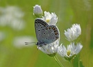 Bläuling auf der Blumenwiese