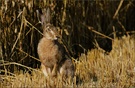 Feldhase (Lepus europaeus)