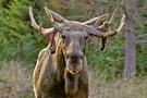 Elchbulle