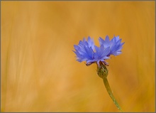 Kornblume (Centaurea cyanus)