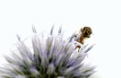 Biene auf Distel