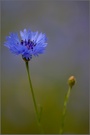 Kornblume (Centaurea cyanus)