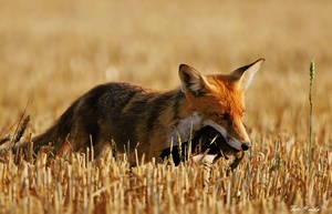 Fuchs mit Beute